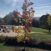 Der frisch gepflanzte Amberbaum
